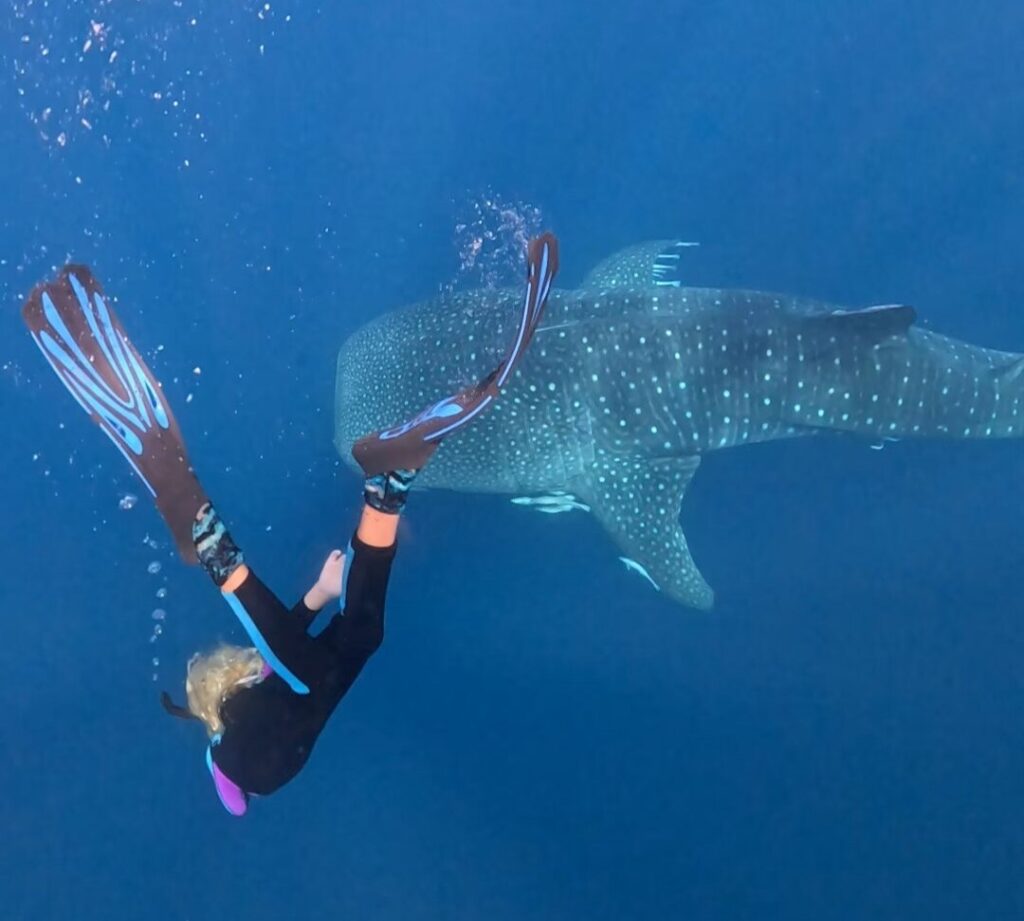 Lombok Whale Shark Tour – 2 Days 1 Night Sumbawa Snorkeling Adventure